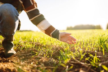 Genç bir kadın çiftçinin tarladaki yeşil lahanalara dokunuşunun yakın çekimi. Gün batımında verimli topraktan çıkan taze lahanalar. Bahçe konsepti.