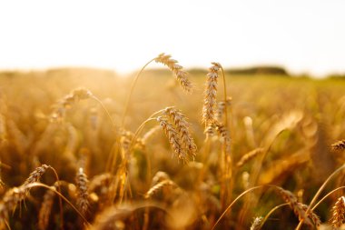 Buğday kulakları altın bir tarlada yavaşça sallanıyor. Günbatımında tarım alanında zengin hasat. Hasat konsepti, tarım.
