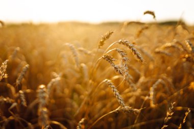 Buğday kulakları altın bir tarlada yavaşça sallanıyor. Günbatımında tarım alanında zengin hasat. Hasat konsepti, tarım.