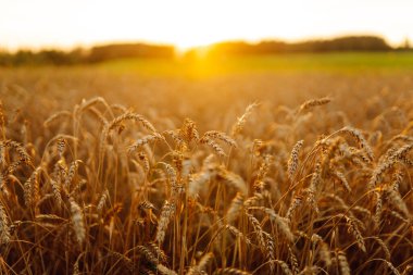 Buğday kulakları altın bir tarlada yavaşça sallanıyor. Günbatımında tarım alanında zengin hasat. Hasat konsepti, tarım.
