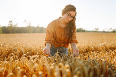 Bardaklı kadın çiftçi altın buğday tarlasında çalışıyor. Genç dişi tarımcı tarım alanında olgunlaşmış buğday başaklarını inceliyor. Tarım ve tarım kavramı.
