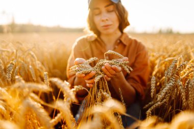 Bardaklı kadın çiftçi altın buğday tarlasında çalışıyor. Genç dişi tarımcı tarım alanında olgunlaşmış buğday başaklarını inceliyor. Tarım ve tarım kavramı.
