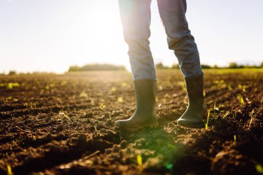 Tarlada çiftçilik yapan genç bir çiftçinin ayakları. Genç kadın tarımcı ekmeden önce toprağın kalitesini kontrol ediyor. Çiftçilik, bahçıvanlık..
