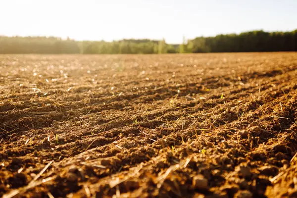 Arkasında sık bir orman bulunan batan güneşin ışınlarıyla yeni sürülmüş topraklar. Yetiştirmeden önce verimli toprağın olduğu bir tarım arazisi. Bahçıvanlık, tarım konsepti.