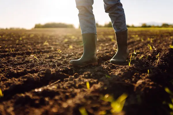 Tarlada çiftçilik yapan genç bir çiftçinin ayakları. Genç kadın tarımcı ekmeden önce toprağın kalitesini kontrol ediyor. Çiftçilik, bahçıvanlık..