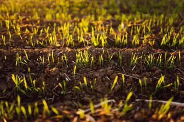 Gün batımında verimli topraktan yeşil filizler çıkar. Genç bitkilerin olduğu siyah toprağa yakın çekim. Tarım ve bahçıvanlık kavramı.