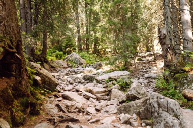 Doğal dağ manzarası. Yeşil bir manzaranın üzerinde yüksek uçurumlar yükselir. Doğa konsepti, vahşi doğa. Dağlarda doğa izleri.
