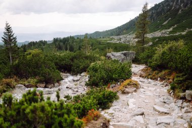 Doğal dağ manzarası. Yeşil bir manzaranın üzerinde yüksek uçurumlar yükselir. Doğa konsepti, vahşi doğa. Dağlarda doğa izleri.