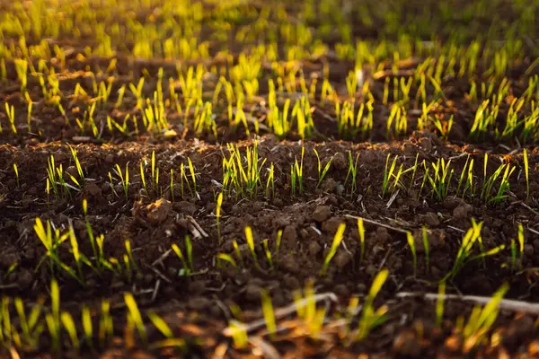 Gün batımında verimli topraktan yeşil filizler çıkar. Genç bitkilerin olduğu siyah toprağa yakın çekim. Tarım ve bahçıvanlık kavramı.