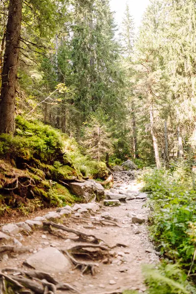 Doğal dağ manzarası. Yeşil bir manzaranın üzerinde yüksek uçurumlar yükselir. Doğa konsepti, vahşi doğa. Dağlarda doğa izleri.
