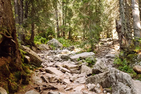 Doğal dağ manzarası. Yeşil bir manzaranın üzerinde yüksek uçurumlar yükselir. Doğa konsepti, vahşi doğa. Dağlarda doğa izleri.