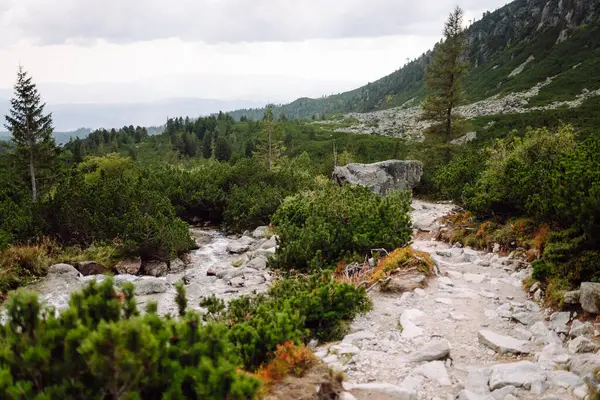 Doğal dağ manzarası. Yeşil bir manzaranın üzerinde yüksek uçurumlar yükselir. Doğa konsepti, vahşi doğa. Dağlarda doğa izleri.