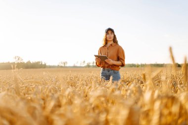 Dijital tabletli genç kadın çiftçi gün batımında altın buğday tarlasında çalışıyor. Teknolojisi olan tarımsal alanda ekin kalitesini kontrol eden tarımcı bir kadın. Zengin hasat.