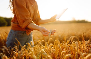 Dijital tabletli genç kadın çiftçi gün batımında altın buğday tarlasında çalışıyor. Teknolojisi olan tarımsal alanda ekin kalitesini kontrol eden tarımcı bir kadın. Zengin hasat.