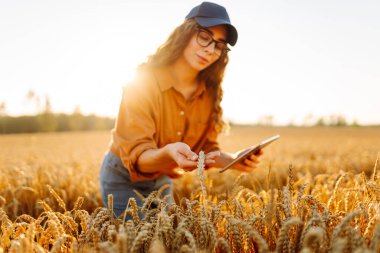 Dijital tabletli genç kadın çiftçi gün batımında altın buğday tarlasında çalışıyor. Teknolojisi olan tarımsal alanda ekin kalitesini kontrol eden tarımcı bir kadın. Zengin hasat.
