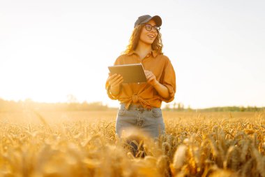 Dijital tabletli genç kadın çiftçi gün batımında altın buğday tarlasında çalışıyor. Teknolojisi olan tarımsal alanda ekin kalitesini kontrol eden tarımcı bir kadın. Zengin hasat.