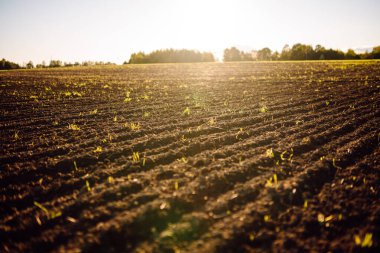 Tarım tarlaları gün batımında sürüldü. Yeşil küçük filizler toprağı delip geçiyor. Doğa, yalnızlık ve tarım kavramı.