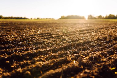 Tarım tarlaları gün batımında sürüldü. Yeşil küçük filizler toprağı delip geçiyor. Doğa, yalnızlık ve tarım kavramı.