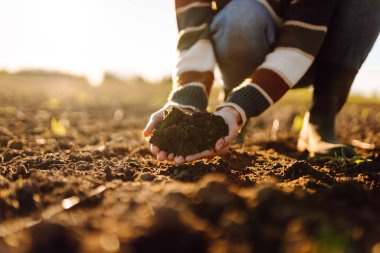 Genç bir dişi tarım uzmanı günbatımı tarlasında verimli topraklar tutuyor. Bir dişi çiftçi ekmeden önce toprağın kalitesini kontrol eder. Tarım, bahçıvanlık ve tarım kavramı.