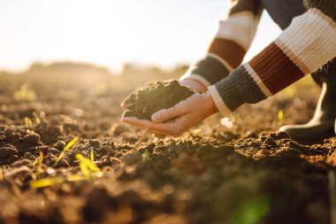 Genç bir dişi tarım uzmanı günbatımı tarlasında verimli topraklar tutuyor. Bir dişi çiftçi ekmeden önce toprağın kalitesini kontrol eder. Tarım, bahçıvanlık ve tarım kavramı.