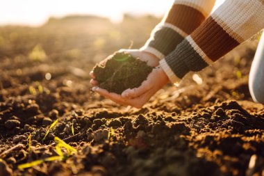 Genç bir dişi tarım uzmanı günbatımı tarlasında verimli topraklar tutuyor. Bir dişi çiftçi ekmeden önce toprağın kalitesini kontrol eder. Tarım, bahçıvanlık ve tarım kavramı.