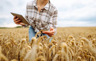 Altın buğday tarlasında dijital tabletli genç bir kadın çiftçi. Agronomist kadın mahsulün kalitesini tabletle kontrol ediyor. Zengin hasat ve analiz kavramı.