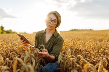 Dijital tabletli güzel bir çiftçi altın buğday tarlasında çalışıyor. Agronomist kadın gün batımında ekin kalitesini ve büyümesini dijital tabletle kontrol ediyor. Tarım kavramı.