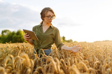 Dijital tabletli güzel bir çiftçi altın buğday tarlasında çalışıyor. Agronomist kadın gün batımında ekin kalitesini ve büyümesini dijital tabletle kontrol ediyor. Tarım kavramı.