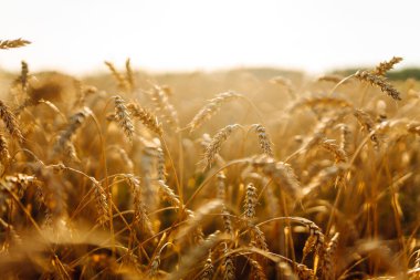 Gün batımında mavi gökyüzüne karşı olgun buğday tarlası. Bol buğday hasadı olan bir tarım tarlası. Rüzgarda savrulan tahılın altın kulakları. Doğa ve tarım kavramı.