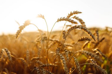 Gün batımında mavi gökyüzüne karşı olgun buğday tarlası. Bol buğday hasadı olan bir tarım tarlası. Rüzgarda savrulan tahılın altın kulakları. Doğa ve tarım kavramı.