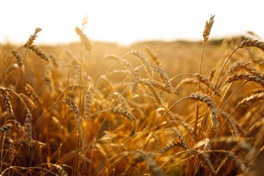 Gün batımında mavi gökyüzüne karşı olgun buğday tarlası. Bol buğday hasadı olan bir tarım tarlası. Rüzgarda savrulan tahılın altın kulakları. Doğa ve tarım kavramı.