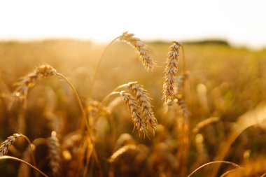 Gün batımında mavi gökyüzüne karşı olgun buğday tarlası. Bol buğday hasadı olan bir tarım tarlası. Rüzgarda savrulan tahılın altın kulakları. Doğa ve tarım kavramı.