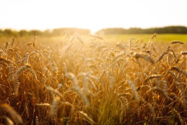 Gün batımında mavi gökyüzüne karşı olgun buğday tarlası. Bol buğday hasadı olan bir tarım tarlası. Rüzgarda savrulan tahılın altın kulakları. Doğa ve tarım kavramı.