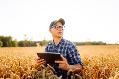Dijital tabletli genç bir çiftçi gün batımı tarlasında altın buğday kulaklarına dokunuyor. Şapkalı bir tarımcı ve tarım alanında çalışıyor ve mahsulün kalitesini kontrol ediyor. Zengin hasat kavramı.