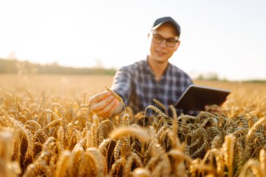 Dijital tabletli genç bir çiftçi gün batımı tarlasında altın buğday kulaklarına dokunuyor. Şapkalı bir tarımcı ve tarım alanında çalışıyor ve mahsulün kalitesini kontrol ediyor. Zengin hasat kavramı.