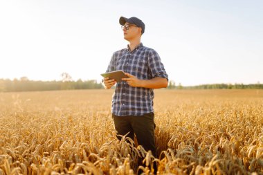 Dijital tabletli genç bir çiftçi gün batımı tarlasında altın buğday kulaklarına dokunuyor. Şapkalı bir tarımcı ve tarım alanında çalışıyor ve mahsulün kalitesini kontrol ediyor. Zengin hasat kavramı.