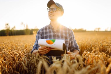 Dijital tabletli genç bir çiftçi gün batımı tarlasında altın buğday kulaklarına dokunuyor. Şapkalı bir tarımcı ve tarım alanında çalışıyor ve mahsulün kalitesini kontrol ediyor. Zengin hasat kavramı.