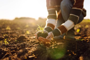 Tarımsal alanda dururken yeşil filizli siyah toprağı tutan ellerin yakın çekimi. Genç kadın çiftçi, toprağın kalitesini kontrol ediyor ve elleriyle ayırıyor. Tarım kavramı.