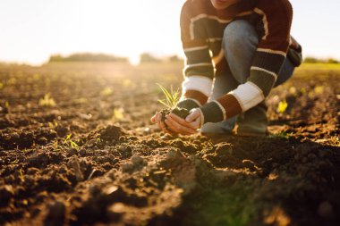 Tarımsal alanda dururken yeşil filizli siyah toprağı tutan ellerin yakın çekimi. Genç kadın çiftçi, toprağın kalitesini kontrol ediyor ve elleriyle ayırıyor. Tarım kavramı.
