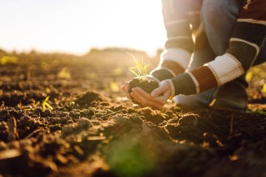 Tarımsal alanda dururken yeşil filizli siyah toprağı tutan ellerin yakın çekimi. Genç kadın çiftçi, toprağın kalitesini kontrol ediyor ve elleriyle ayırıyor. Tarım kavramı.