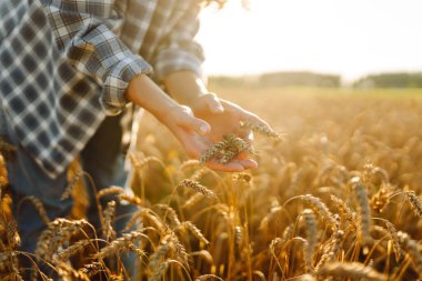 Gün batımında buğday tarlasında elleri ile buğday kulaklarına dokunan dişi bir tarım uzmanının yakın çekimi. Deneyimli çiftçi kadın mahsulün kalitesini kontrol ediyor ve günbatımının tadını çıkarıyor. Çiftçilik kavramı.