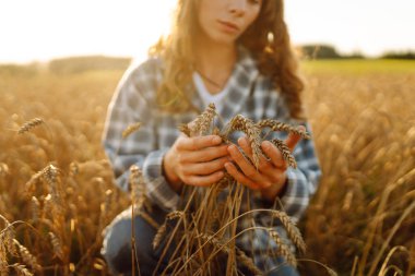 Gün batımında buğday tarlasında elleri ile buğday kulaklarına dokunan dişi bir tarım uzmanının yakın çekimi. Deneyimli çiftçi kadın mahsulün kalitesini kontrol ediyor ve günbatımının tadını çıkarıyor. Çiftçilik kavramı.