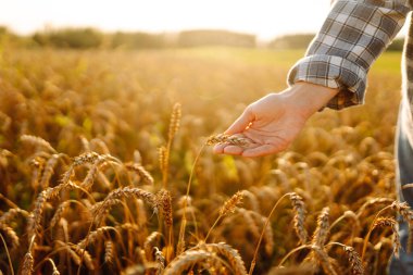 Gün batımında buğday tarlasında elleri ile buğday kulaklarına dokunan dişi bir tarım uzmanının yakın çekimi. Deneyimli çiftçi kadın mahsulün kalitesini kontrol ediyor ve günbatımının tadını çıkarıyor. Çiftçilik kavramı.