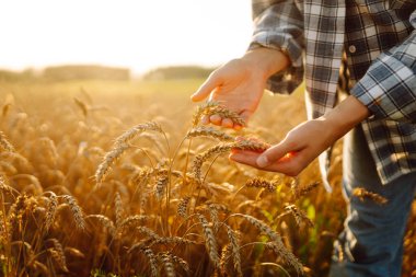 Gün batımında buğday tarlasında elleri ile buğday kulaklarına dokunan dişi bir tarım uzmanının yakın çekimi. Deneyimli çiftçi kadın mahsulün kalitesini kontrol ediyor ve günbatımının tadını çıkarıyor. Çiftçilik kavramı.
