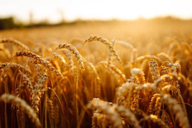 Rüzgarda savrulan altın buğday kulaklarının yakın çekimi. Gün batımında bir tarım tarlasında olgunlaşmış buğday mahsulü. Zengin hasat konsepti, bahçe işleri..