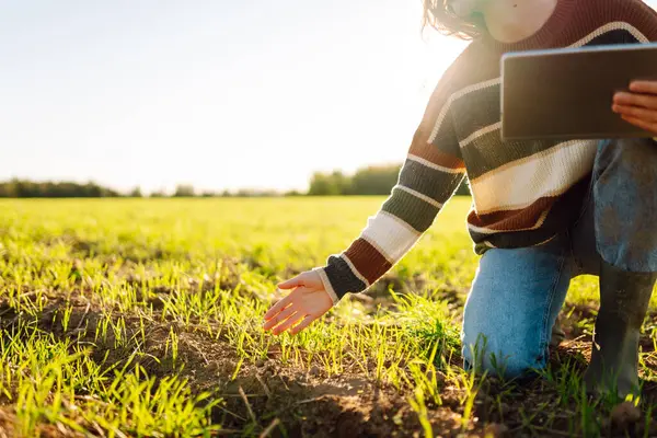 Dijital tabletli genç kadın tarımcı yeşil tarım alanında çalışıyor. Kadın çiftçi, genç filizleri ve modern teknolojiyi kullanarak hasadın kalitesini kontrol ediyor. Çiftçilik, teknoloji kavramı.