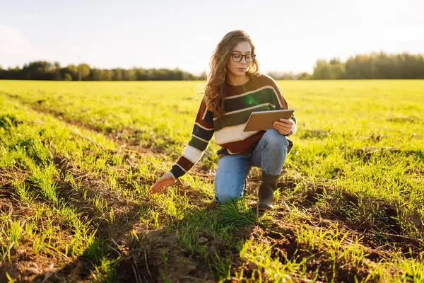 Dijital tabletli genç kadın tarımcı yeşil tarım alanında çalışıyor. Kadın çiftçi, genç filizleri ve modern teknolojiyi kullanarak hasadın kalitesini kontrol ediyor. Çiftçilik, teknoloji kavramı.