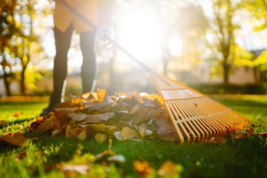 Güneşli bir parkta sonbahar yapraklarını toplayan sarı tırmığın yakın çekimi. Bir kadın gönüllü açık havada düşen yaprakları temizliyor. Temizlik, ekoloji, mevsimlik kavramı.