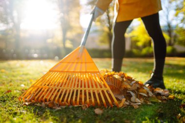 Güneşli bir parkta sonbahar yapraklarını toplayan sarı tırmığın yakın çekimi. Bir kadın gönüllü açık havada düşen yaprakları temizliyor. Temizlik, ekoloji, mevsimlik kavramı.