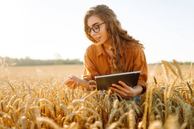 Altın buğday tarlasında dijital tabletli güzel bir dişi çiftçi. Dişi bir tarımcı tarım alanındaki ekinlerin kalitesini ve büyümesini kontrol eder. Teknoloji kavramı, zengin hasat.